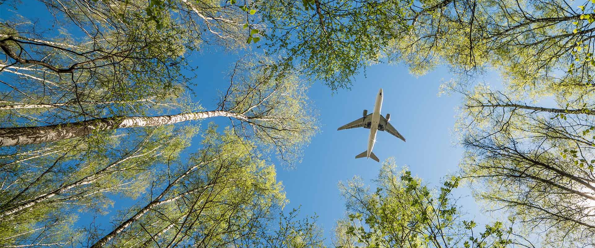 Hero Plane through Trees